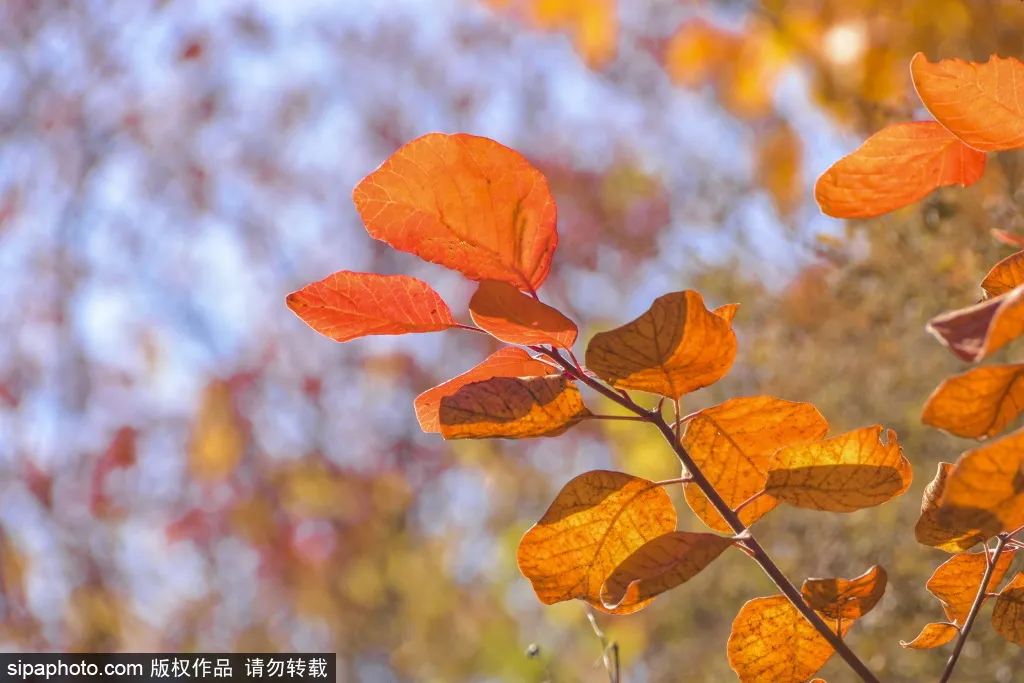 最新实拍!北京这里红叶美翻了!关键人少还免费,快来打卡 最新实拍!北京这里红叶美翻了!关键人少还免费,快来打卡