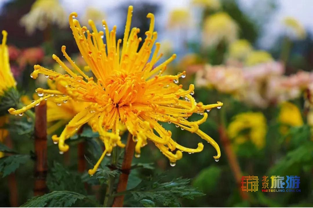 2021年北京菊花文化节来啦，五大展区可赏菊