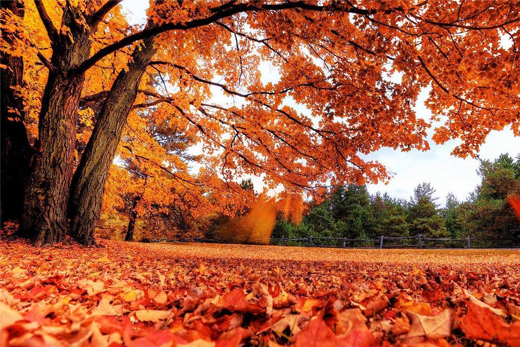 秋季赏红叶好去处--香山