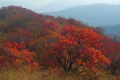 香山包车,35座大巴到香山包车攻略,附大巴包车价格 香山包车,35座大巴到香山包车攻略,附大巴包车价格