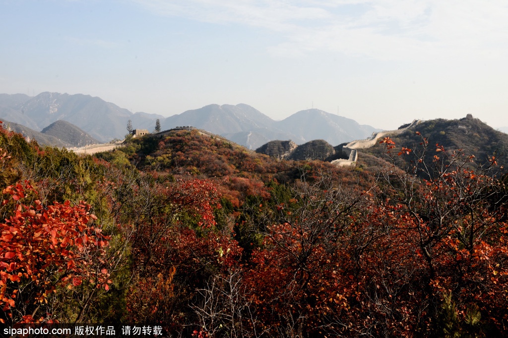 八达岭国家森林公园彩叶变色率已达50%:红叶伴长城 景美如画卷 八达岭国家森林公园彩叶变色率已达50%:红叶伴长城 景美如画卷